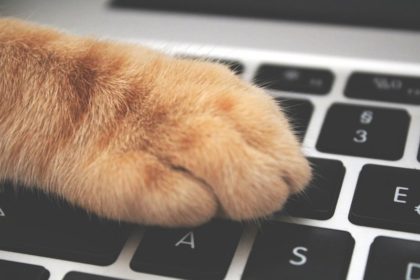 Patte de chat sur le clavier