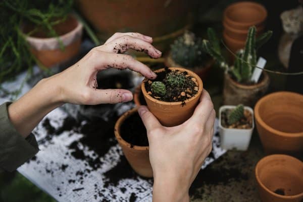 Échange et don de plantes