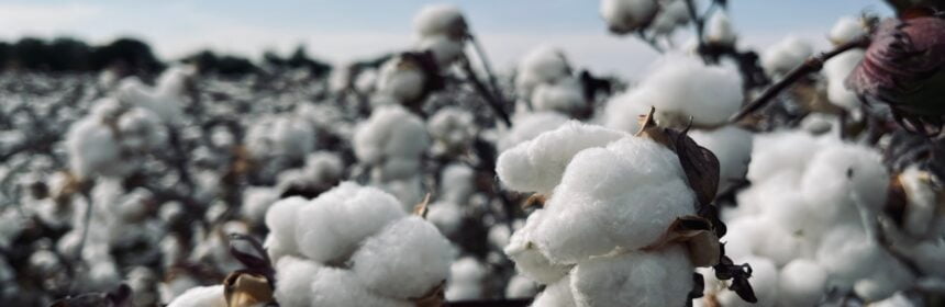 a field full of cotton plants covered in snow