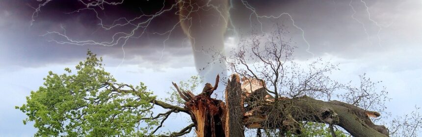 tornado, storm, tree branch